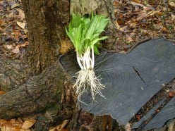 Wild Leeks: A Woodland Herb and Good Food