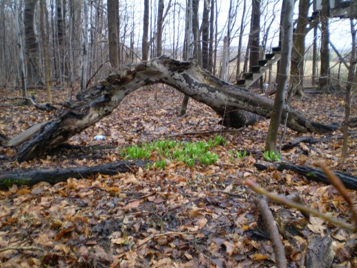 Wild leeks, also called ramps, are one of the first emerging plants after snow melt.
