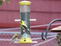 Tips for Attracting Goldfinches to Your Yard