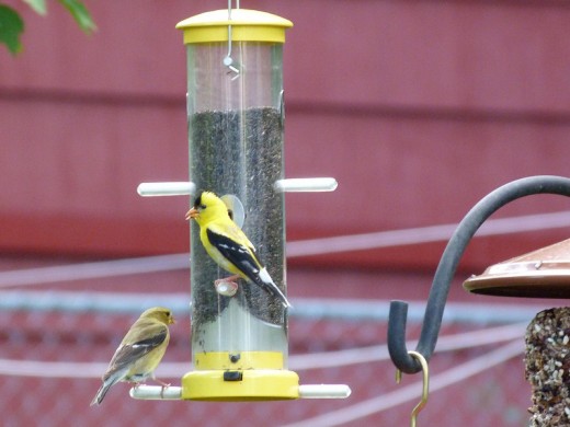 American Goldfinch pair at our nyjer feeder American Goldfinch pair at our nyjer feeder