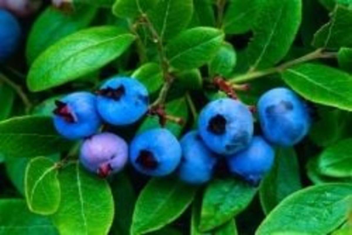 Beautiful Bountiful Blueberries!