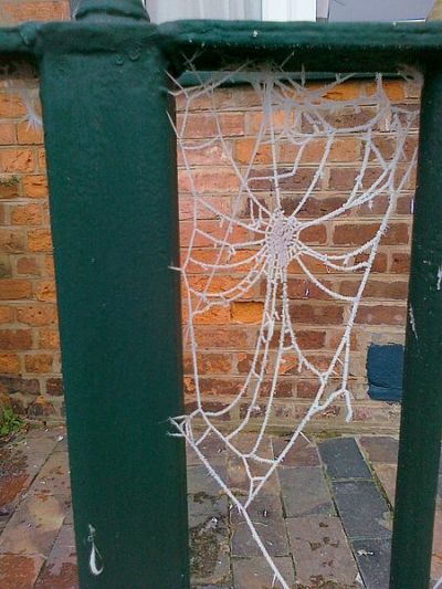 Frost Collected On a Cobweb (by Heggyhomolit on Wikipedia)
