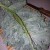 Leafy Kale (don't forget to remove the stem). Leafy Kale (don't forget to remove the stem).