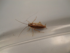 German cockroaches are common in the U.S. 