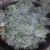 Tear the kale into half dollar size pieces. Tear the kale into half dollar size pieces.