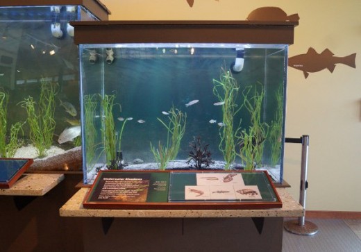 Aquariums are among some of the exhibits.