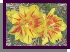 Flower Gifts and Zazzle