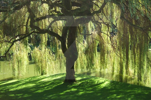  watermark not on actual portriat
