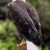 Bald eagle photo taken at Lowry Park Zoo - Tampa, Florida. Bald eagle photo taken at Lowry Park Zoo - Tampa, Florida.