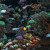 Fish photo taken at SeaWorld - Orlando, Florida Fish photo taken at SeaWorld - Orlando, Florida