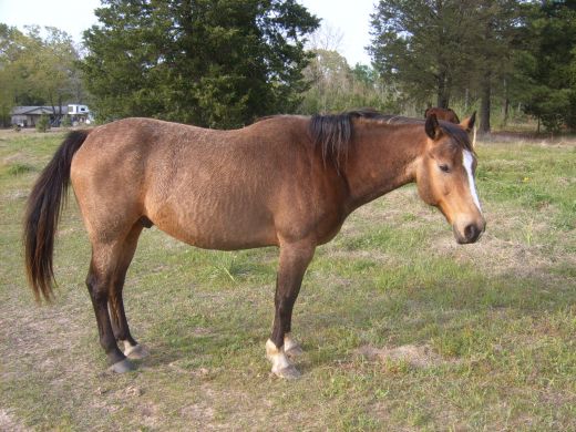 He has his winter coat so is much darker than he will be in a couple of weeks.