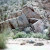 A nice looking rock formation in the southern part of Joshua Tree Park. A nice looking rock formation in the southern part of Joshua Tree Park.