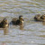 This is Peaches' ducklings. However, none survived to adulthood. :( This is Peaches' ducklings. However, none survived to adulthood. :(
