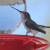 Costa's hummingbird in Julian. Costa's hummingbird in Julian.