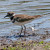 Killdeer Killdeer
