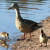Mom and two babies. Mom and two babies.