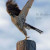 Cooper's hawk taking off. Cooper's hawk taking off.