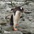 Gentoo Penguin Navigating the Rocks Gentoo Penguin Navigating the Rocks