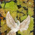Dove of Peace on Eggshell Mosaic