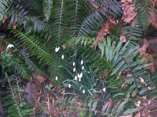 Snowdrops Among Ferns  Along the TransCanada Trail