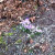 Purple Crocuses and Snow Drops