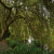 Beautiful Tree Cascading into Ambleside Pond Beautiful Tree Cascading into Ambleside Pond