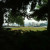 Looking Through the Trees Looking Through the Trees