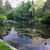 Water Lillies in the Pond Water Lillies in the Pond