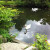 A Swan in Ambleside Pond A Swan in Ambleside Pond