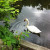 Swan Swimming Close to Shore Swan Swimming Close to Shore