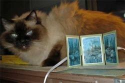 Ragdoll Cat Sitting on Counter
