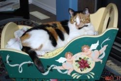 Calico Cat in Basket