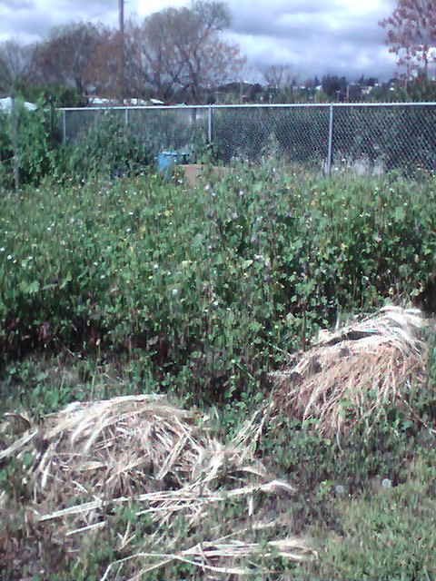 This is plot of land at the Hayward Community Garden where the Community Church of Hayward's Victory Garden will be