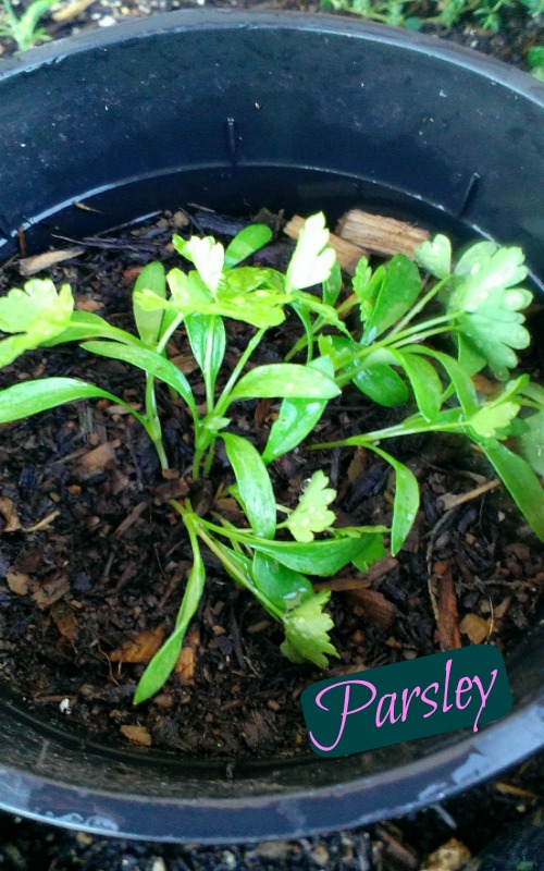 Parsley seedlings at about 3 weeks. These seeds took a long time to develop. I forgot what was in this container until they peeked out of the soil.