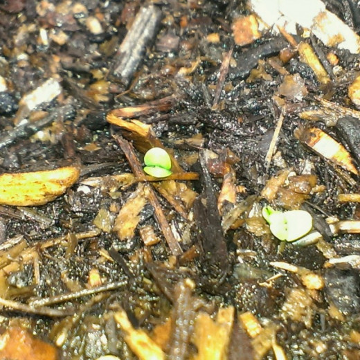Basil seedlings peek out to the sunshine. Hello, world!