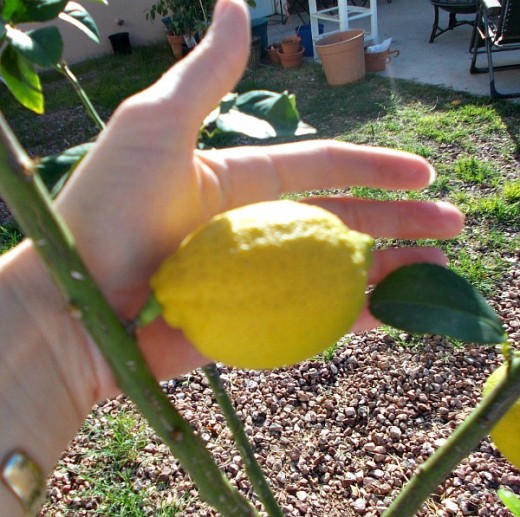 The lemons are almost ready to pick in October. They only have a few more weeks to go.