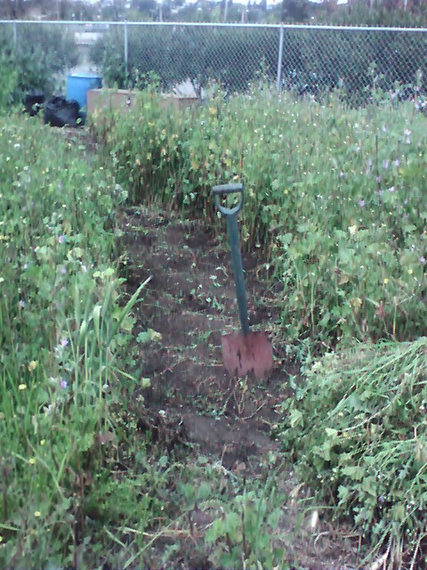 I managed to get a path through the Victory Garden which will make it easier to work our way through the garden