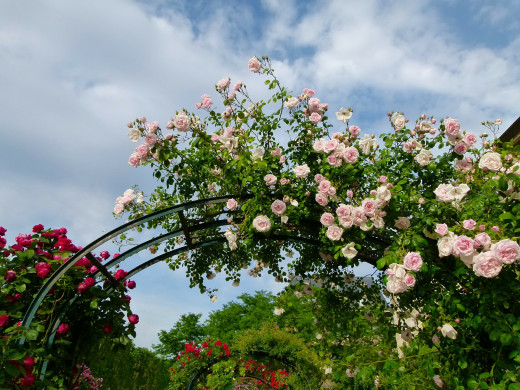 Get more space in your garden with trellises