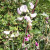 Sweet peas! There are lots of wild flowers blooming this time of year. Sweet peas! There are lots of wild flowers blooming this time of year.