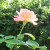 A rose blooming in the backyard of the American House hotel. A rose blooming in the backyard of the American House hotel.