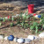 A Chamber of Commerce sponsored beautification project... we need more flowers! A Chamber of Commerce sponsored beautification project... we need more flowers!