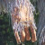 Closeup of a Bigfoot hand. Closeup of a Bigfoot hand.