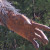 Closeup of another Bigfoot hand. Closeup of another Bigfoot hand.