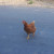 Why did the chicken cross the road? ...because she's in Happy Camp! Why did the chicken cross the road? ...because she's in Happy Camp!