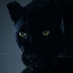 Bagheera, my Hero