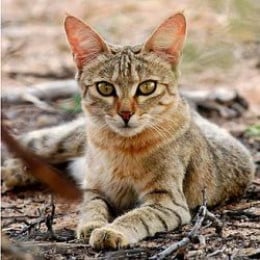 African Wild Cat