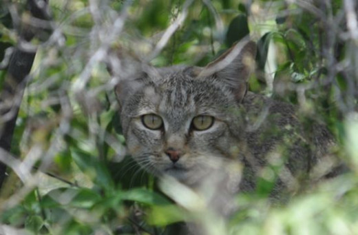 African Wild Cat in the Selinda Reserve, Sth Africa.