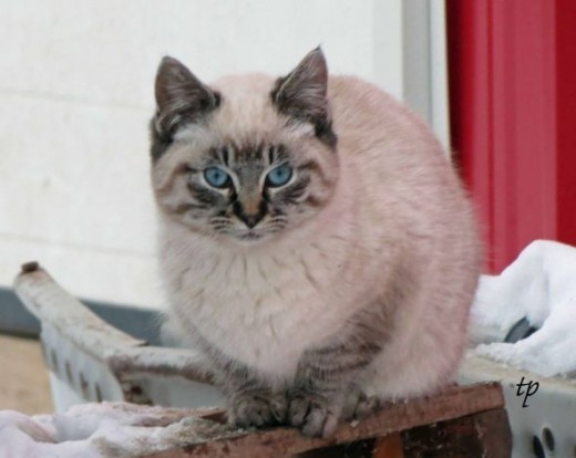 Barn Cat Mansion