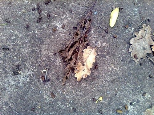 Possum Poo on the Concrete