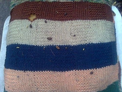 Possum Poo on my cushion
